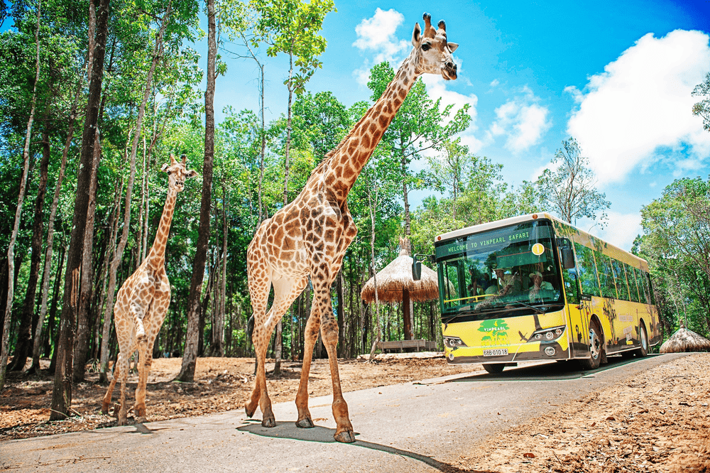 Vinpearl Safari Phu Quoc spans over 380 hectares as Vietnam's first open-zoo safari park, home to over 3,000 animals in natural habitats (Source: Vinpearl Safari Ph&uacute; Quốc)